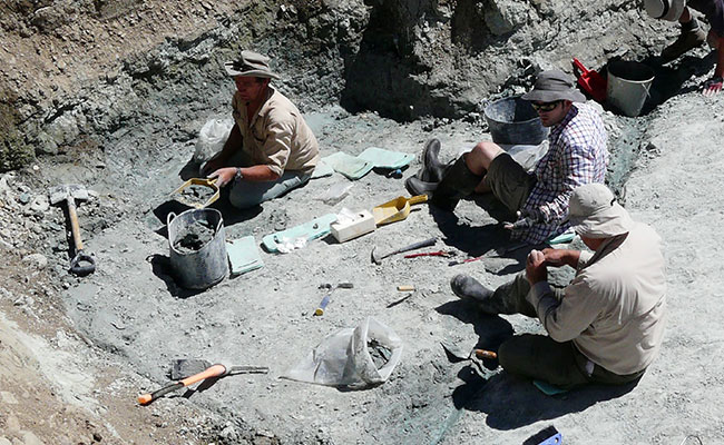 Extinct Giant Burrowing Bat Fossil Found In New Zealand