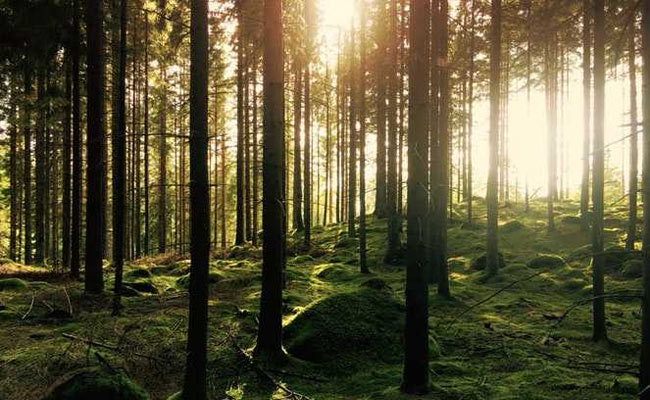 Opinion: YouTuber Who Filmed Japan's 'Suicide Forest' May Have Done Something Good