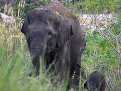 Critically Endangered Sumatran Elephant Gives Birth In Indonesia