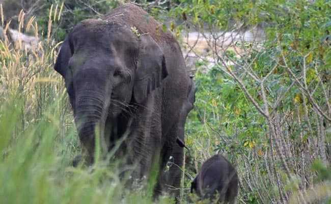 Critically Endangered Sumatran Elephant Gives Birth In Indonesia