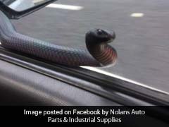 Man Finds Venomous Red-Bellied Black Snake Tapping On Car Window