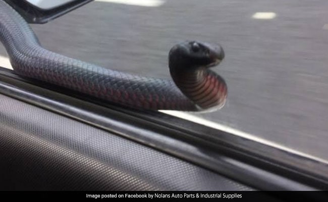 Man Finds Venomous Red-Bellied Black Snake Tapping On Car Window