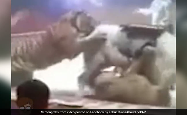 शेर और बाघ ने मिलकर किया घोड़े पर हमला, वीडियो में देखें किसकी हुई जीत
