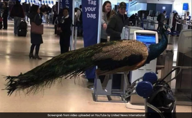 Passenger And Her Peacock Denied Boarding By United Airlines