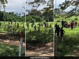 भूख से तड़प रहे लोग मारकर खा गए गाय, भुखमरी के चलते पैदा हुए ऐसे हालात भूख से तड़प रहे लोग मारकर खा गए गाय, भुखमरी के चलते पैदा हुए ऐसे हालात