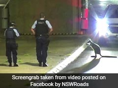 Watch: Wallaby Makes A Break For Freedom, Chased By Police