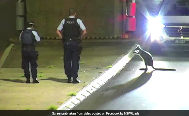 Watch: Wallaby Makes A Break For Freedom, Chased By Police