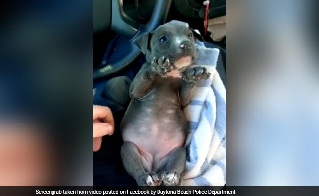 Video Of Shivering, Abandoned Puppy Goes Viral - And Has A Happy Ending