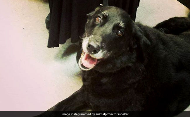 Beloved Dog Missing For 10 Years Finds Her Way Back Home
