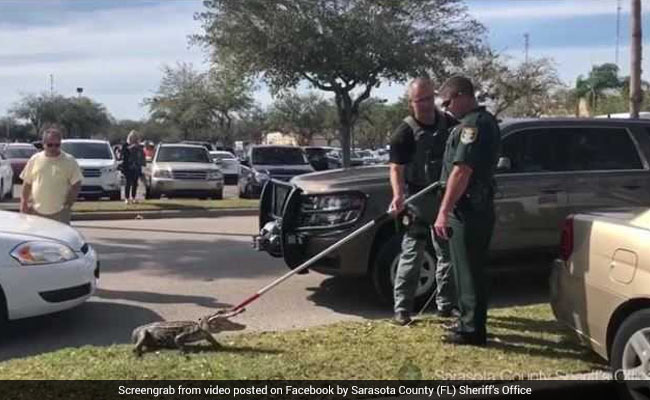Watch: Cops Wrangle Agitated 4-Foot Alligator In Supermarket Parking Lot