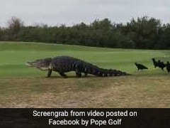 Godzilla-Sized Alligator Strolls Through Florida Golf Course. Watch Video