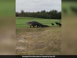 Godzilla-Sized Alligator Strolls Through Florida Golf Course. Watch Video Godzilla-Sized Alligator Strolls Through Florida Golf Course. Watch Video