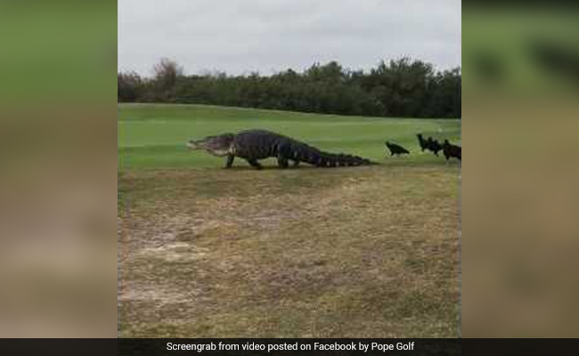 Godzilla-Sized Alligator Strolls Through Florida Golf Course. Watch Video