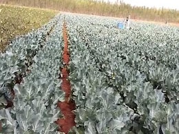 14 फसलों का न्यूनतम समर्थन मूल्य बढ़ा, कांग्रेस ने उठाया सवाल 14 फसलों का न्यूनतम समर्थन मूल्य बढ़ा, कांग्रेस ने उठाया सवाल