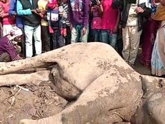 Four Elephants Killed After Speeding Train Hits Them In Assam