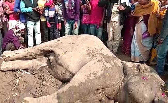 Four Elephants Killed After Speeding Train Hits Them In Assam