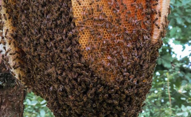 A Cleaning Lady Went To Her Car For A Mop And Was Attacked By 80,000 Bees