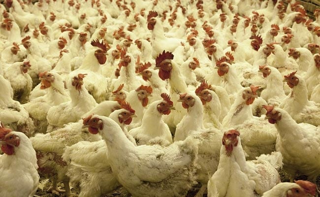 Culling Of Chickens Begins Near Chilika Lake After Bird Flu Hits Odisha