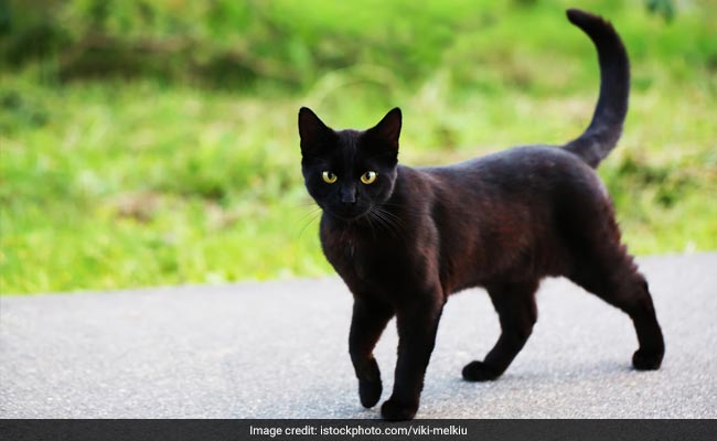Spanish Town Bans Black Cat Adoptions Over Fear Of Halloween 'Rituals'