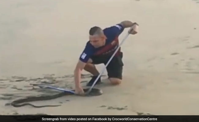 9-Foot-Long Black Mamba Spotted Cooling Off At Beach. Watch