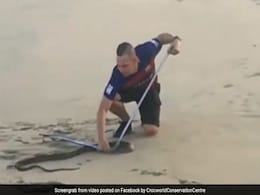 9-Foot-Long Black Mamba Spotted Cooling Off At Beach. Watch 9-Foot-Long Black Mamba Spotted Cooling Off At Beach. Watch