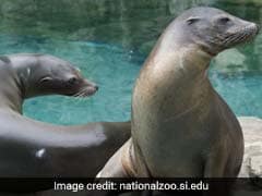 Sea Lions Have Made A Magnificent Comeback, And They Want Their Beaches Back