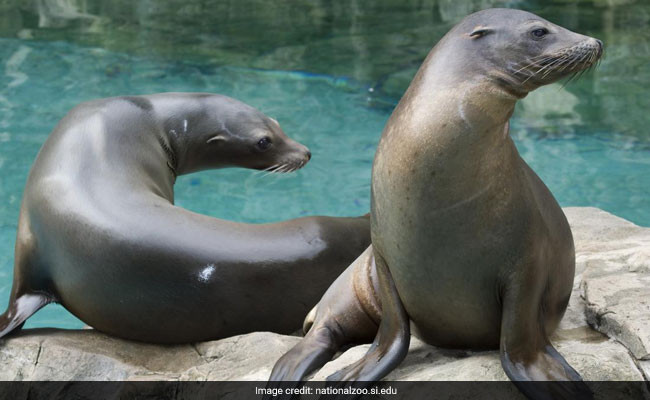 Sea Lions Have Made A Magnificent Comeback, And They Want Their Beaches Back