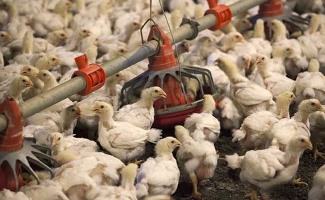China Drops US Broiler Chicken Import Duties Amid Growing Trade Tensions