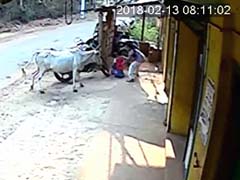 Karnataka Girl Saves Brother From Raging Cow. Brave Act Caught On Camera
