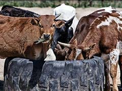 UP Government Develops Medicines With Cow Urine For Liver, Immunity