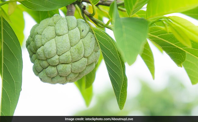 Here Is A List Of 7 Delicious Sitaphal Recipes That Are Perfect For The Monsoon Here Is A List Of 7 Delicious Sitaphal Recipes That Are Perfect For The Monsoon