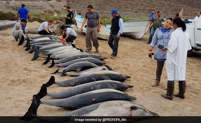 21 Dolphins Die After Attack By Rival Gang, They Had Bite Marks