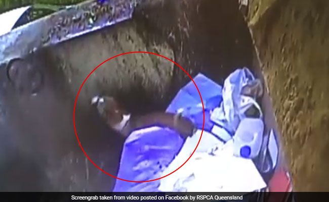 Dog Dumped In Trash Truck Fights Hard To Avoid Being Crushed. Watch