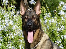 How A Dog Was 'Approved' For $360 Per Week In Unemployment Benefits How A Dog Was 'Approved' For $360 Per Week In Unemployment Benefits