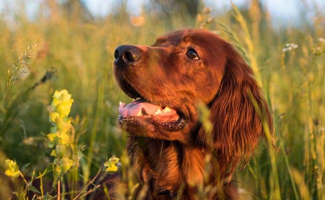 If You've Been Stressed Or Feeling Blue, It's Probably A Good Time To Get A Pet