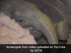 Watch: How Villagers Helped Rescue Baby Elephant Trapped In Well