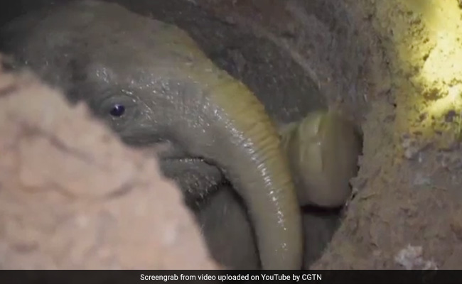 Watch: How Villagers Helped Rescue Baby Elephant Trapped In Well