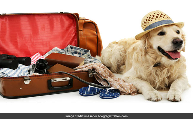 A Little Girl Saw An Emotional-Support Dog On A Plane. It Went For Her Face.