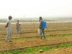 In Maharashtra, Rs 313 Crore Fund For Hailstorm-Hit Farmers Approved