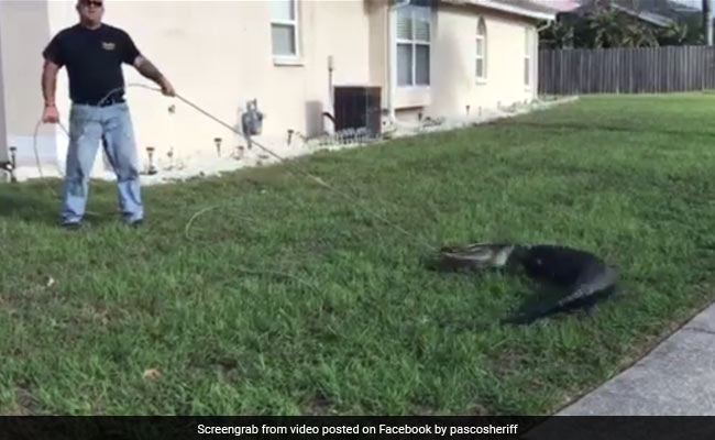 Watch: Cops Pull Out Struggling Alligator From Under Truck In Scary Video