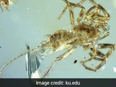 100 Million-Year-Old Spider With A Tail Found Trapped In Amber