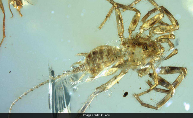 100 Million-Year-Old Spider With A Tail Found Trapped In Amber