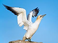 Nigel, The World's Loneliest Bird, Dies Next To The Concrete Decoy He Loved