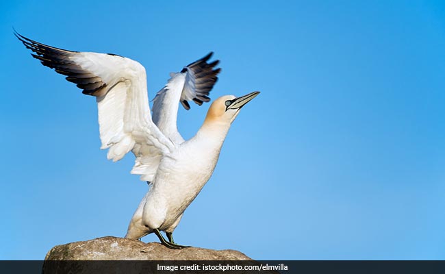 Nigel, The World's Loneliest Bird, Dies Next To The Concrete Decoy He Loved