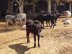 MP: इंदौर में गौशाला में 150 गायों के अवशेष मिलने से मचा हड़कंप, प्रबंधक गिरफ्तार