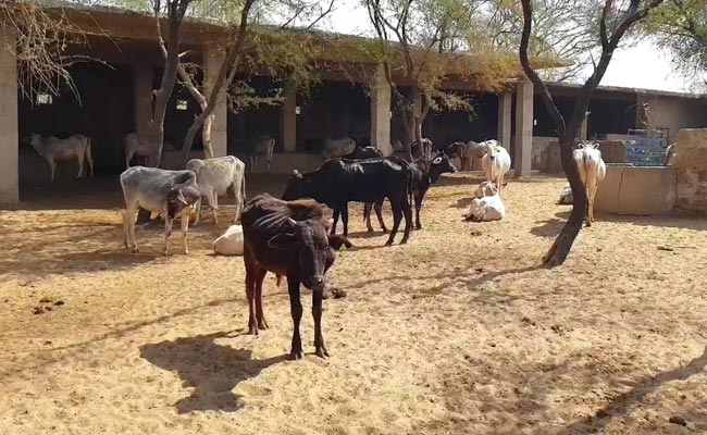 एमपी: गौशाला में बैल को घास खिलाने गया था चौकीदार, सींग मारकर किया लहूलुहान, मौके पर ही मौत