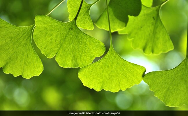 7 Health Benefits Of Ginkgo Biloba: A Remedy For Many Ailments