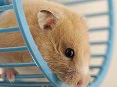 Woman Says She Flushed 'Emotional Support' Hamster In Desperation After Bad Advice From Spirit Airlines