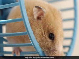 Woman Says She Flushed 'Emotional Support' Hamster In Desperation After Bad Advice From Spirit Airlines Woman Says She Flushed 'Emotional Support' Hamster In Desperation After Bad Advice From Spirit Airlines