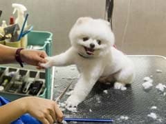 Milk Spas And Manicures: Meet Hong Kong's Pampered Pooches